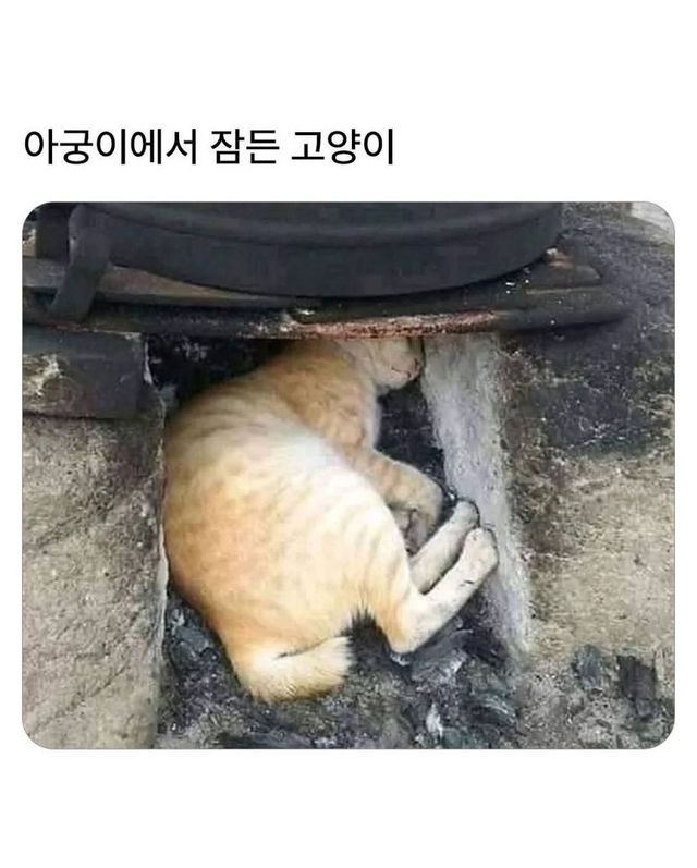 아궁이에서 잠든 고양이
