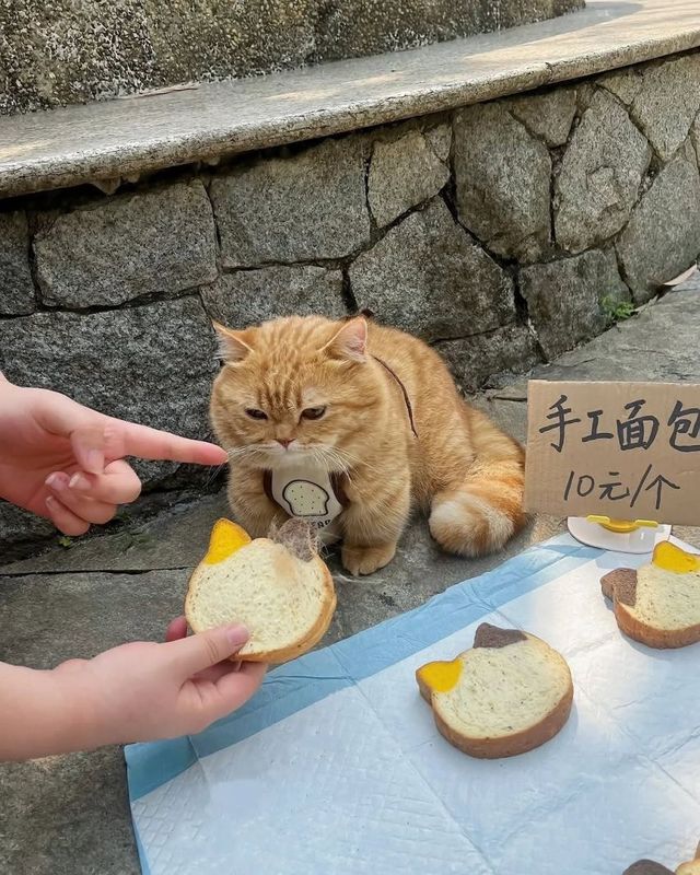 갓 구운 따끈따끈한 빵 파는 냥이 사장님
