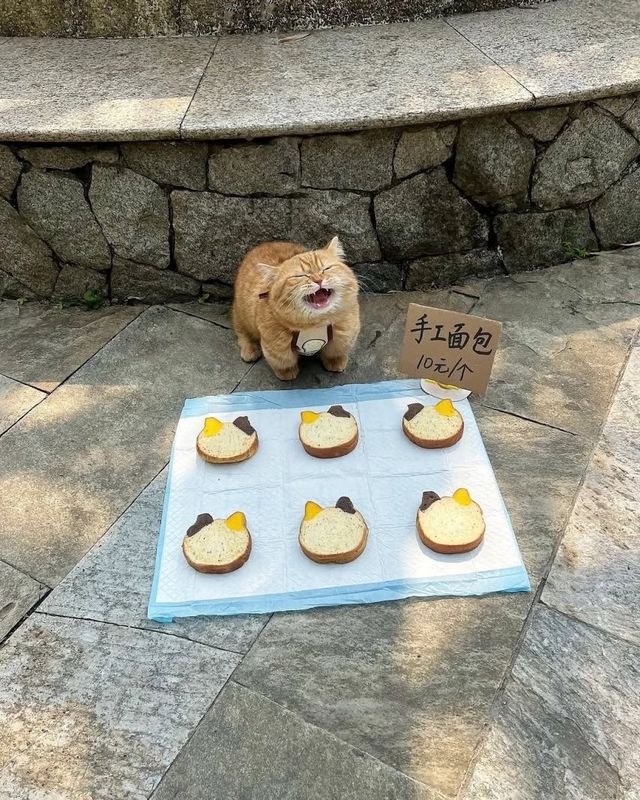 갓 구운 따끈따끈한 빵 파는 냥이 사장님