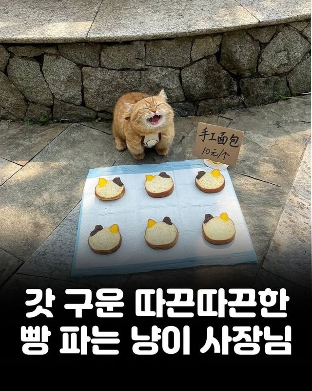 갓 구운 따끈따끈한 빵 파는 냥이 사장님