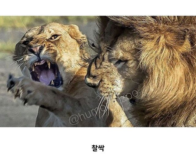 동물원 입장료가 얼마게?