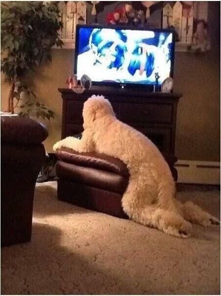 사람 같은 스탠다드 푸들