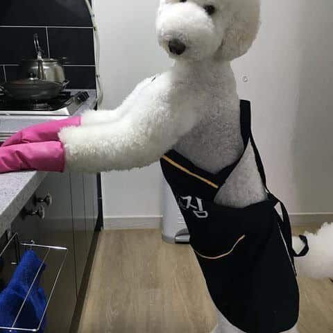 사람 같은 스탠다드 푸들