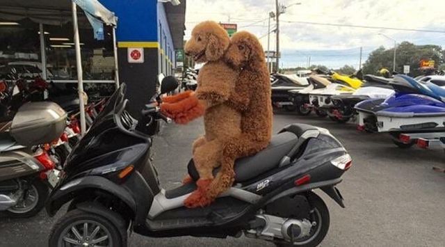 사람 같은 스탠다드 푸들