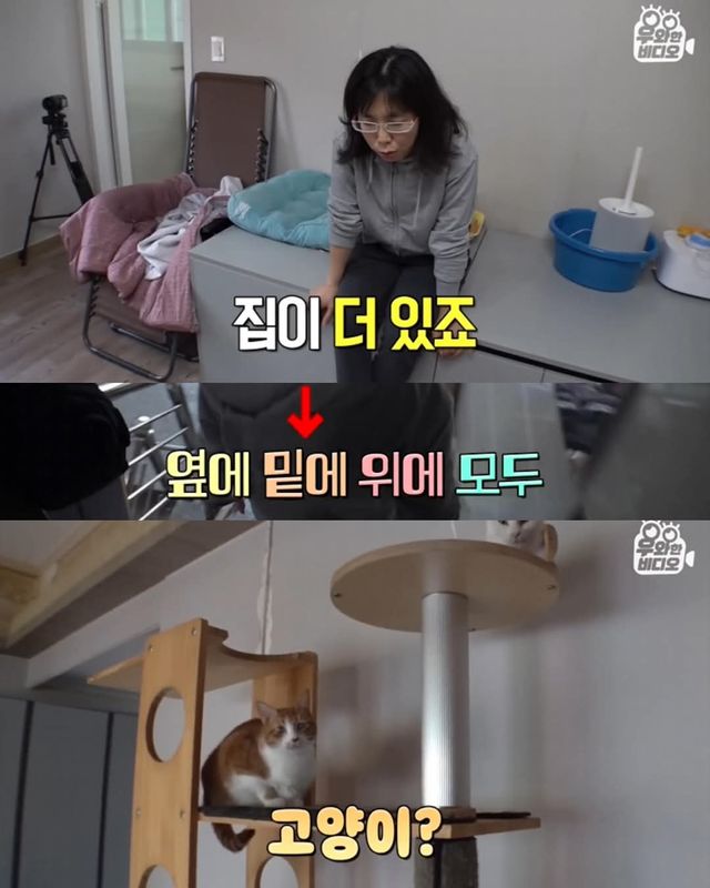 고양이가 좋아서 빌라 통째로 산 사람ㄷㄷ