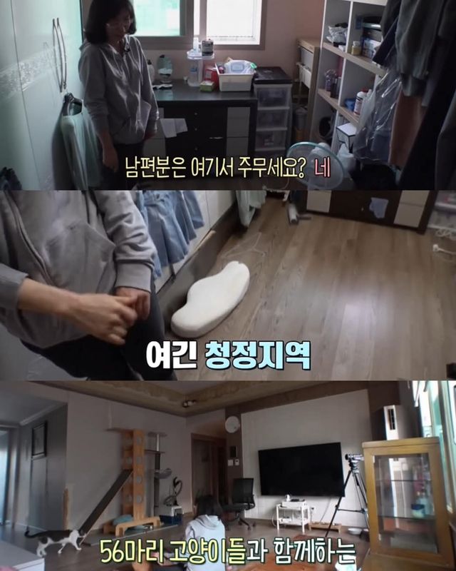 고양이가 좋아서 빌라 통째로 산 사람ㄷㄷ