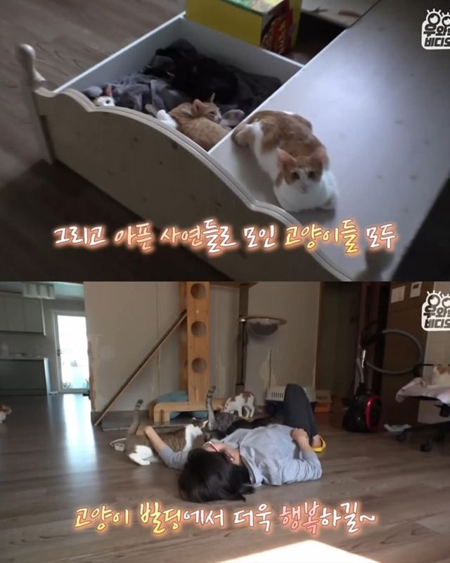 고양이가 좋아서 빌라 통째로 산 사람ㄷㄷ