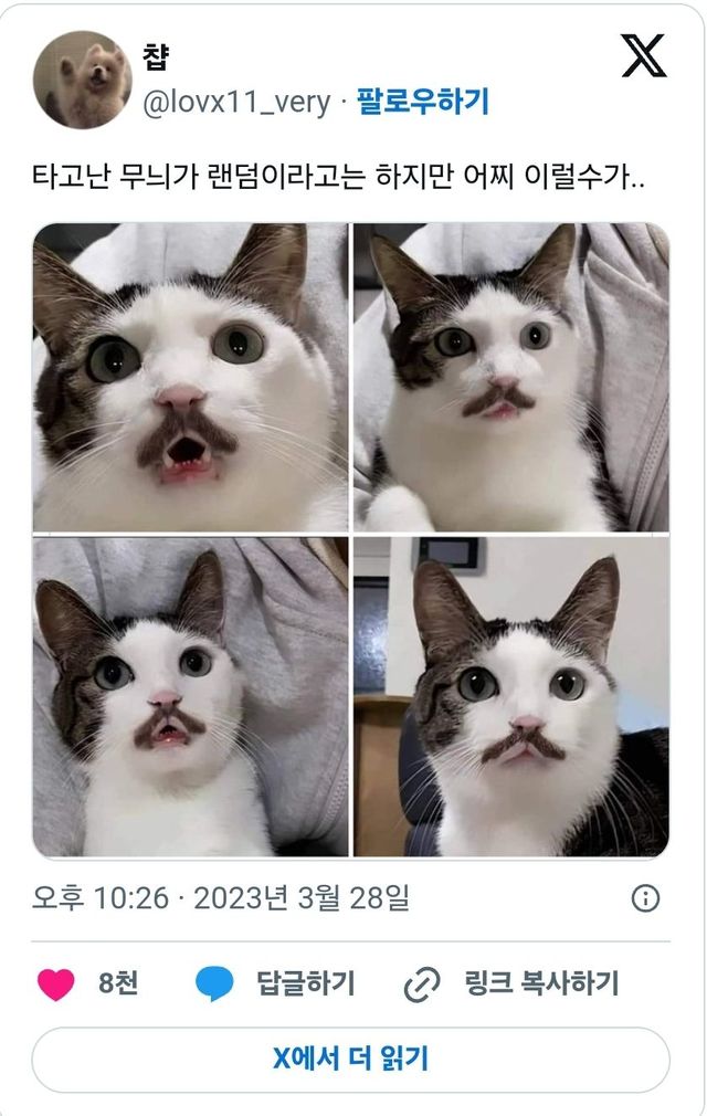 고양이 무늬가 랜덤이라고 하지만 어떻게 이렇게..