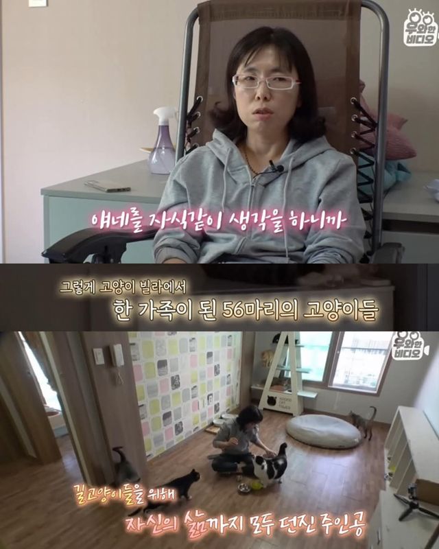 고양이가 좋아서 빌라 통째로 산 사람ㄷㄷ