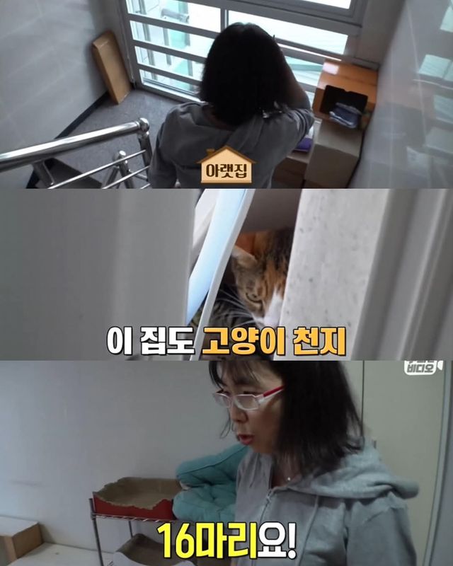고양이가 좋아서 빌라 통째로 산 사람ㄷㄷ
