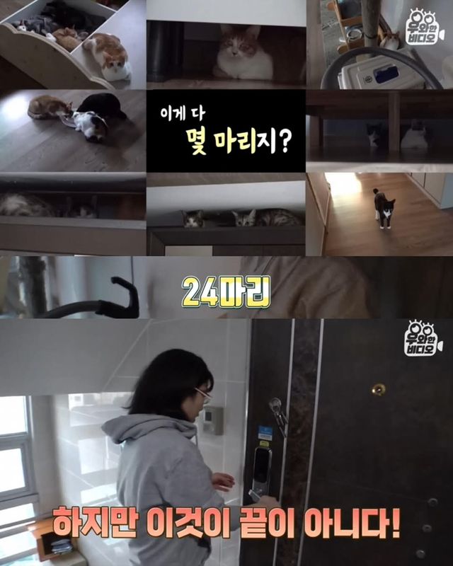 고양이가 좋아서 빌라 통째로 산 사람ㄷㄷ