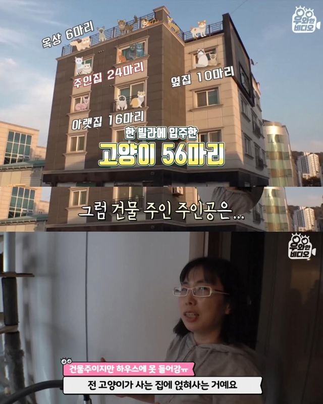 고양이가 좋아서 빌라 통째로 산 사람ㄷㄷ