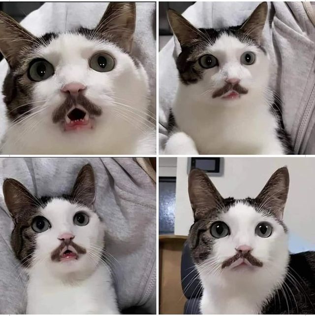 고양이 무늬가 랜덤이라고 하지만 어떻게 이렇게..