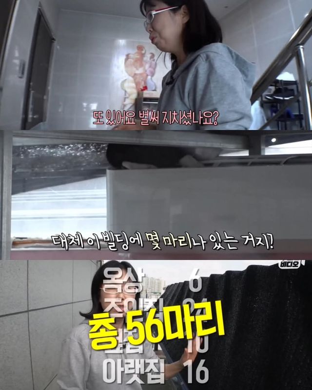 고양이가 좋아서 빌라 통째로 산 사람ㄷㄷ