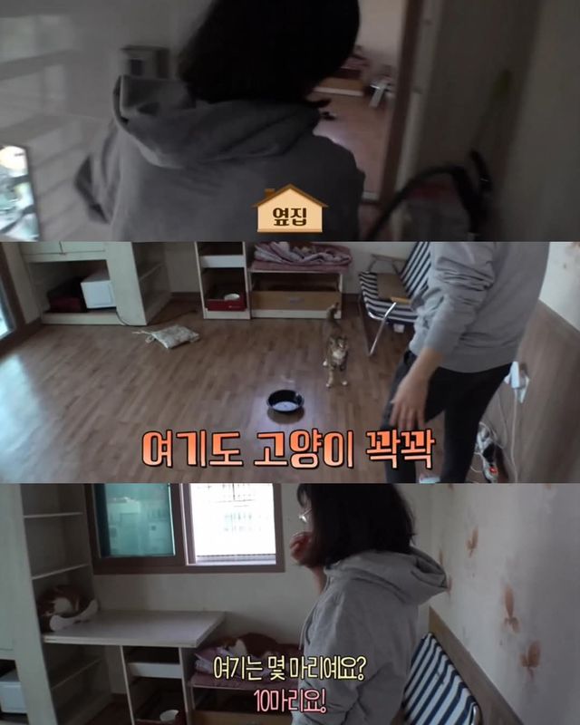 고양이가 좋아서 빌라 통째로 산 사람ㄷㄷ