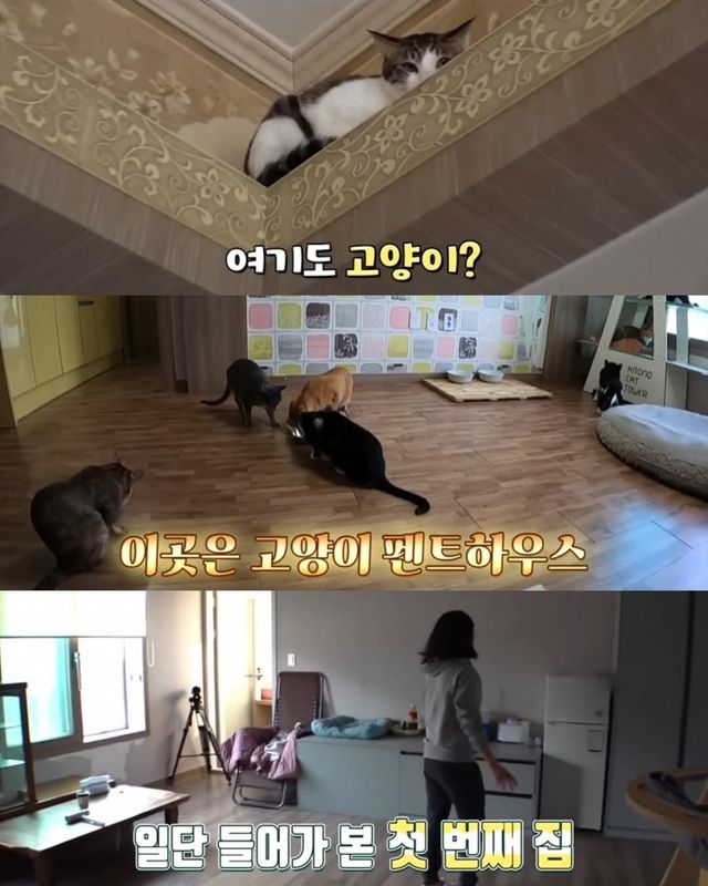 고양이가 좋아서 빌라 통째로 산 사람ㄷㄷ