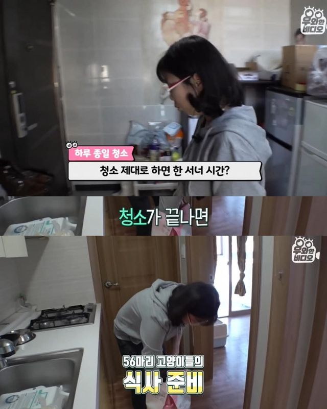 고양이가 좋아서 빌라 통째로 산 사람ㄷㄷ