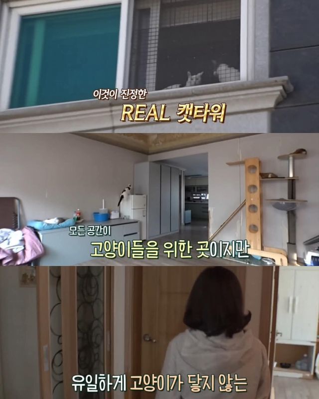 고양이가 좋아서 빌라 통째로 산 사람ㄷㄷ