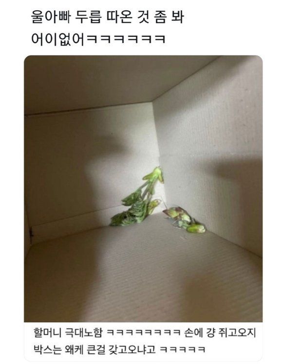 울아빠 두릅 따온 것 좀 봐