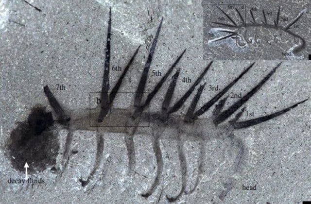 고생물학계를 혼란에 빠트린 고대생물