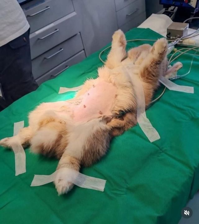 CT찍는 동물 모음.jpg