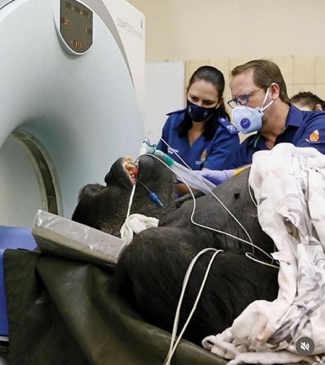 CT찍는 동물 모음.jpg