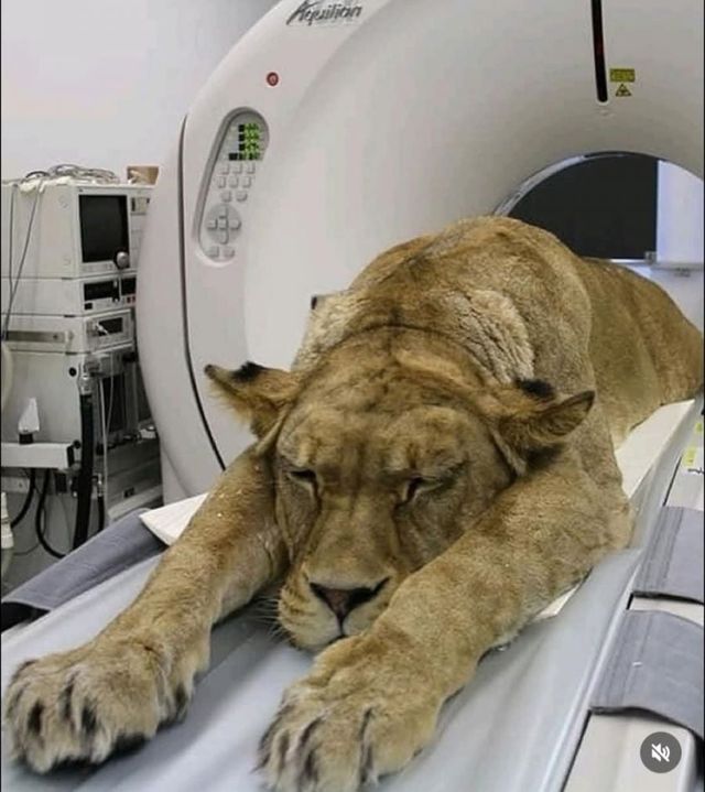 CT찍는 동물 모음.jpg