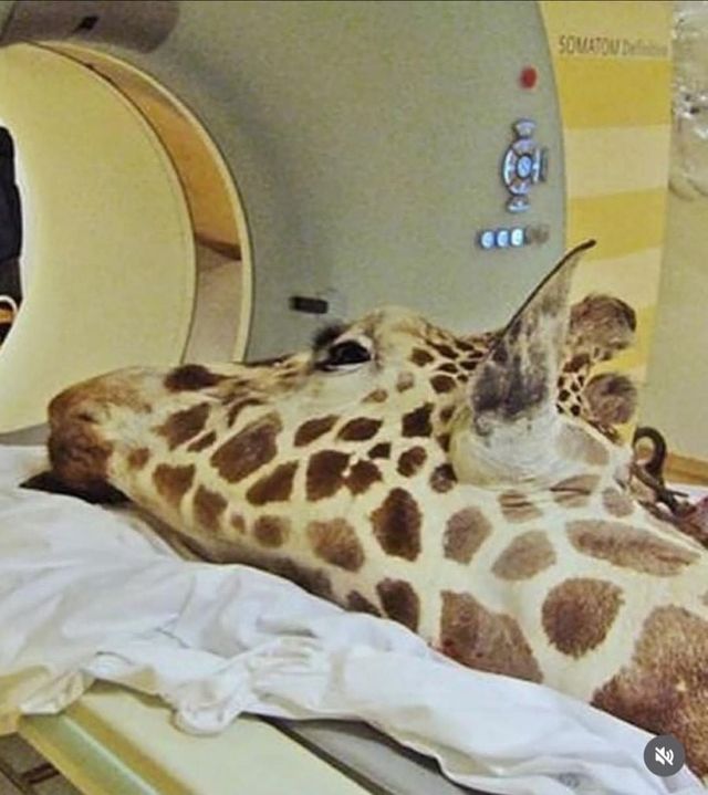 CT찍는 동물 모음.jpg