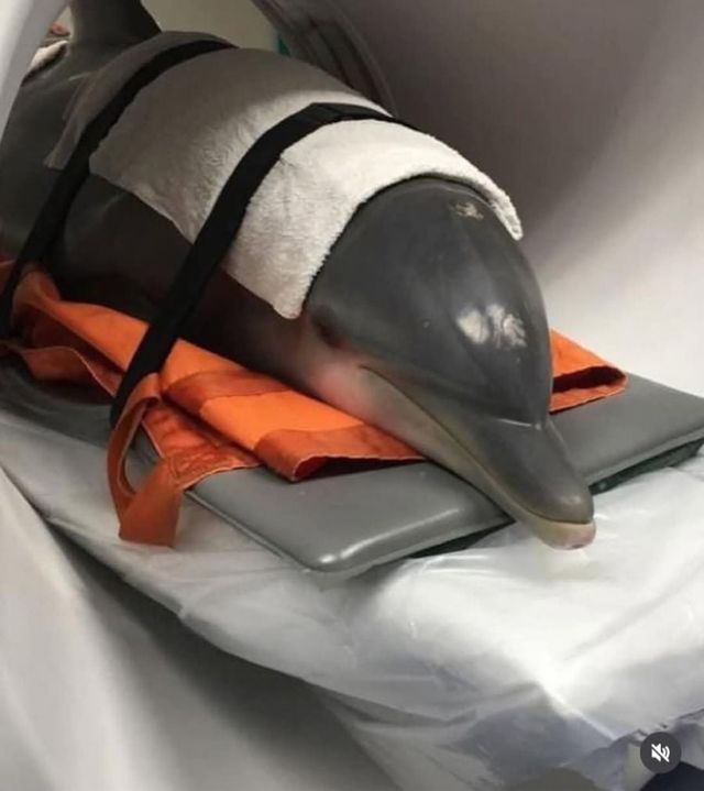 CT찍는 동물 모음.jpg