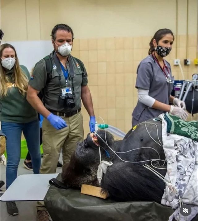 CT찍는 동물 모음.jpg