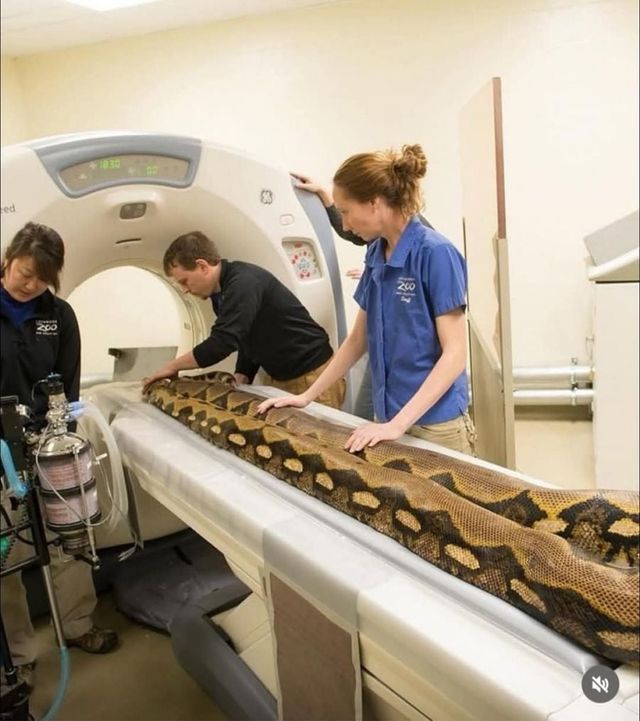 CT찍는 동물 모음.jpg