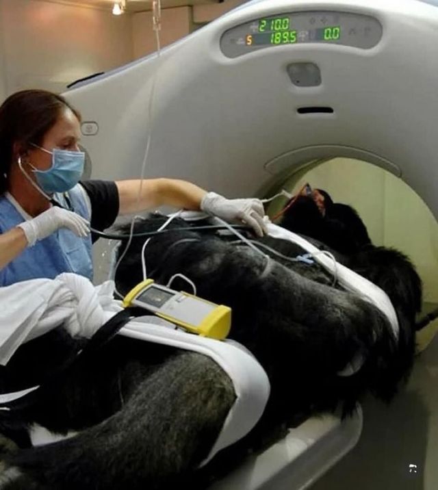 CT찍는 동물 모음.jpg