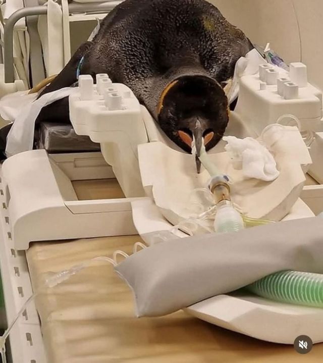 CT찍는 동물 모음.jpg