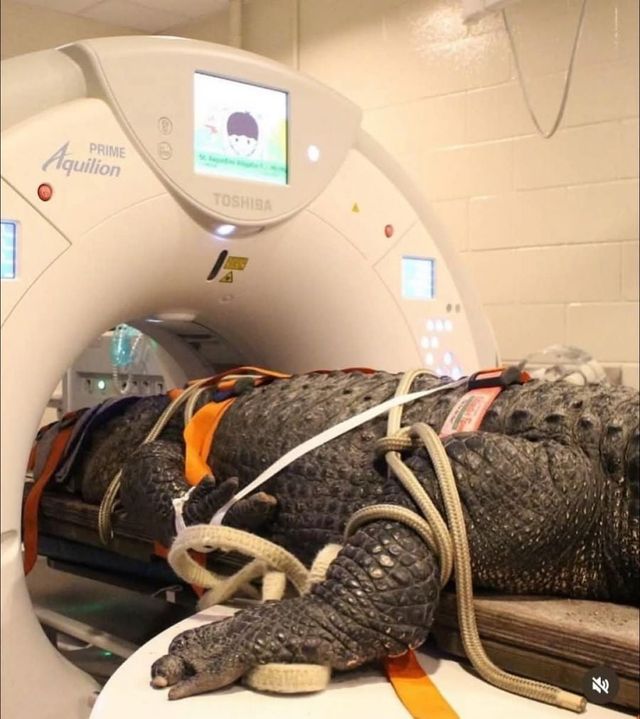 CT찍는 동물 모음.jpg