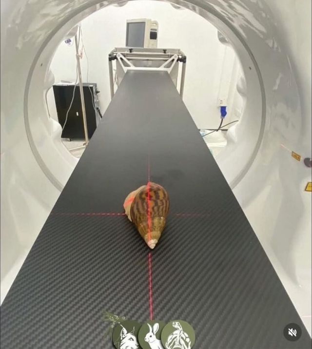 CT찍는 동물 모음.jpg