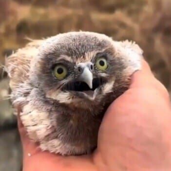 형제가 하나 둘 사러져 가는 공포