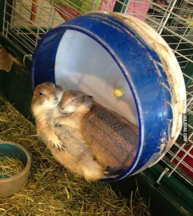 [실제사례] 2억년의 시간을 함께한 친구...