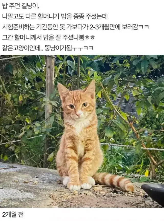 길고양이 역변