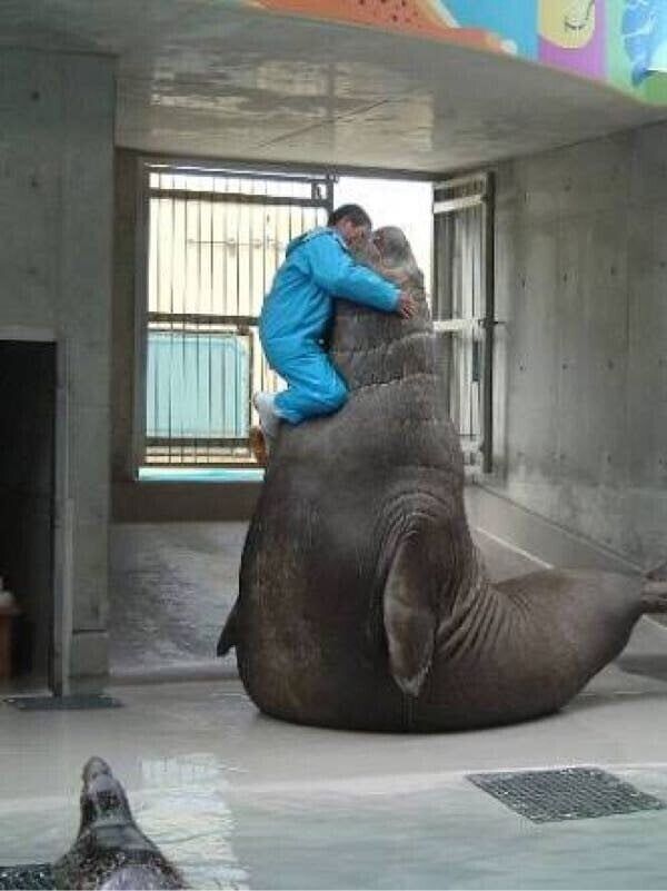 바다코끼리 이름이 바다코끼리인 이유