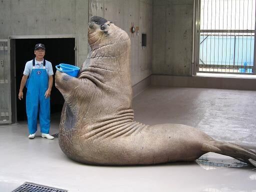 바다코끼리 이름이 바다코끼리인 이유