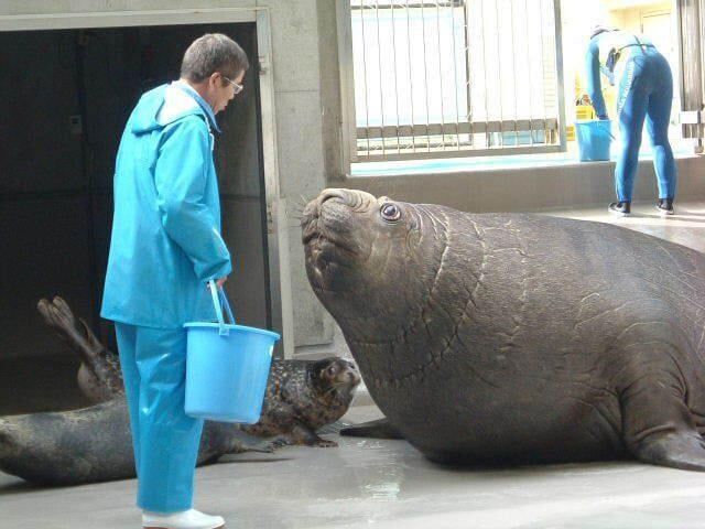 바다코끼리 이름이 바다코끼리인 이유