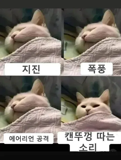 고양이가 반응하는 것.jpg