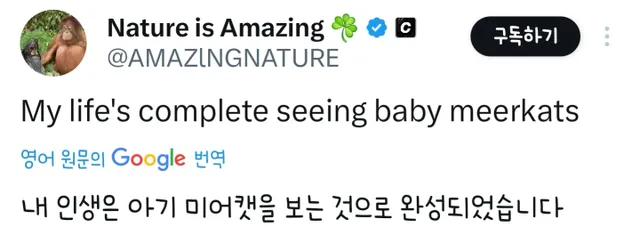 아기 미어캣인데 이거 한번 봐주라요