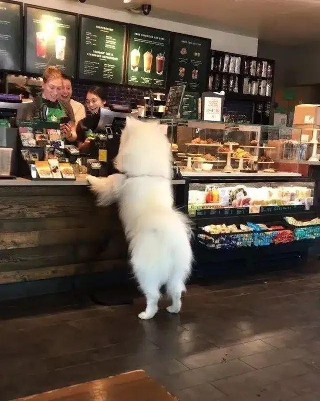 스타벅스 알바녀 꼬시고있는 털복숭이