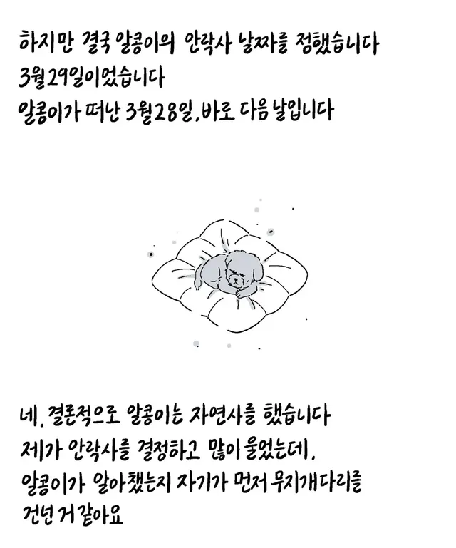알콩이는 저와 8년을 함께 산 강아지입니다