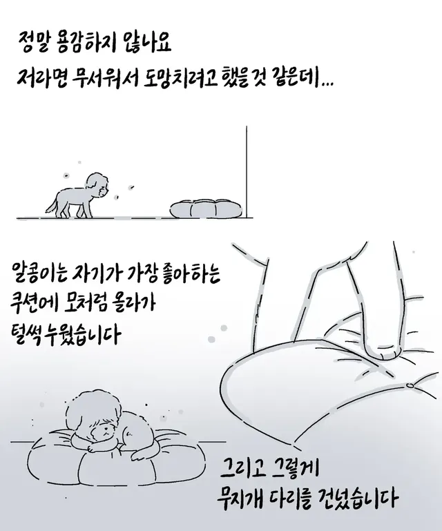 알콩이는 저와 8년을 함께 산 강아지입니다