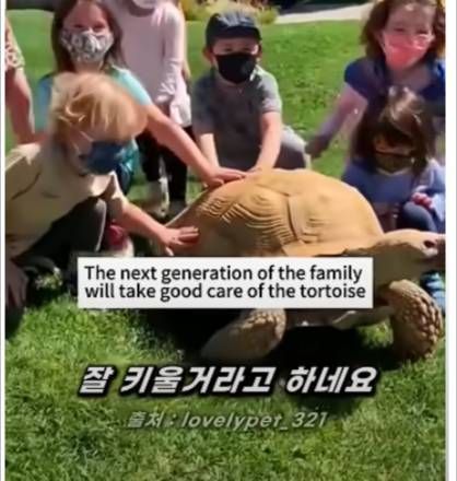 [스압] 한 가족이 5대째 키우고 있는 150살 거북이.