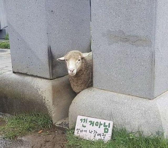  얼마나 구조요청을 많이 했으면