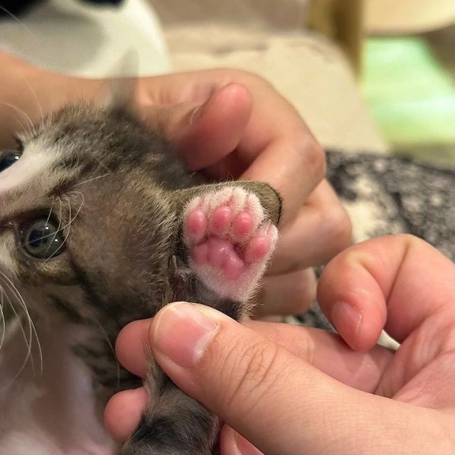 안경에 자국 남긴 범인 찾기