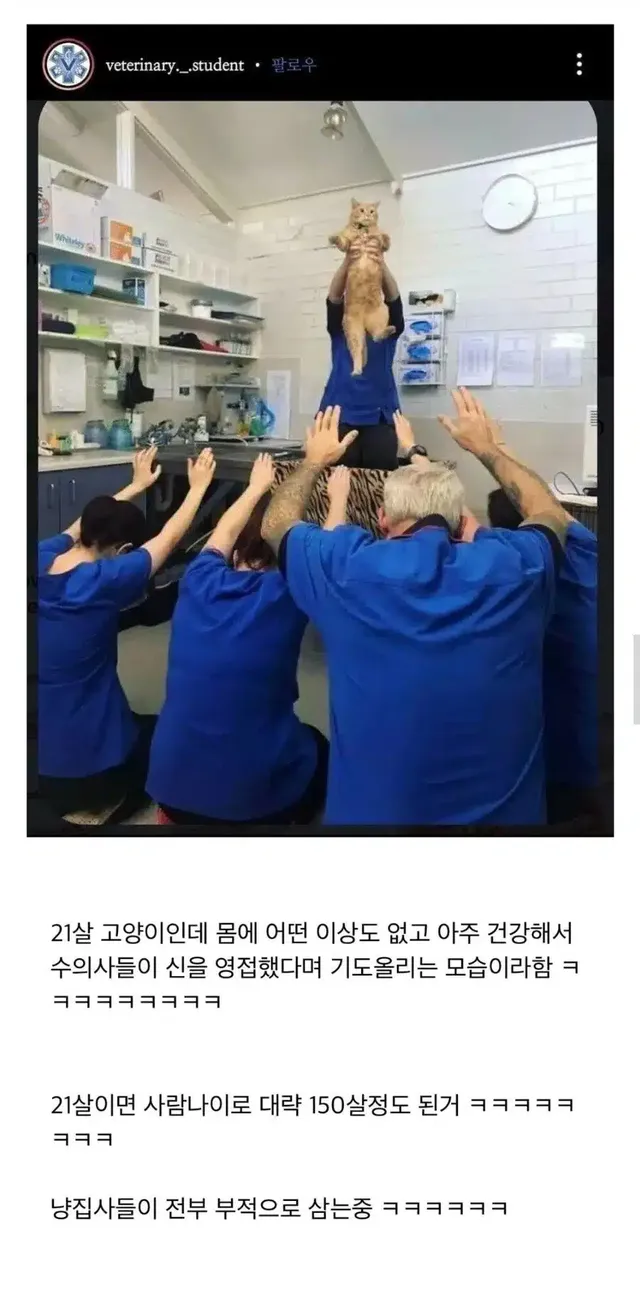 고양이계의 goat